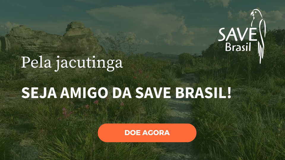 Imagem 4 do projeto